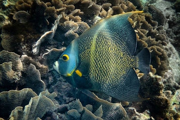 Poisson-ange
